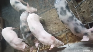 vând purcei  - imagine 5