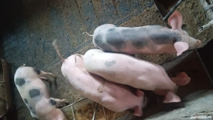 vând purcei  - imagine 3