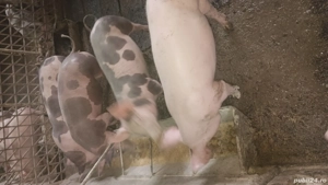 vând purcei  - imagine 4