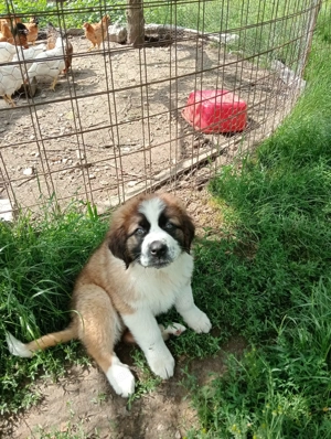 Pui Saint Bernard  de vanzare - imagine 2