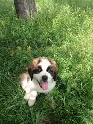 Pui Saint Bernard  de vanzare - imagine 3