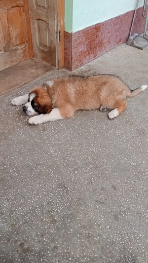 Pui Saint Bernard  de vanzare - imagine 4