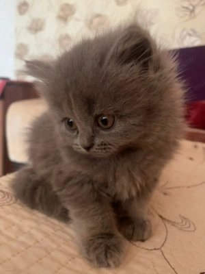Pisicuțe British Shorthair Blue