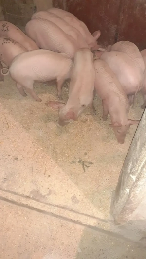 Purcei de vanzare Santana