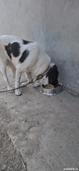 Ciobănesc de Bucovina, femelă 3 ani