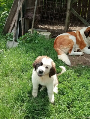 Pui Saint Bernard  de vanzare