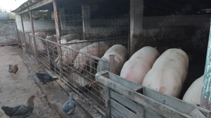 Vand porci pentru craciun