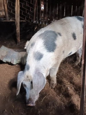 Vand Porc - Moraresti Arges - imagine 2 Vand Porc - Moraresti Arges - imagine 2