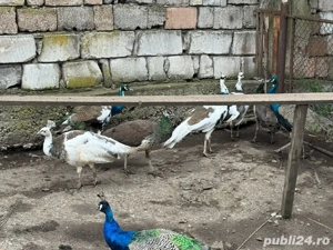 pauni de vazare  - imagine 2 pauni de vazare  - imagine 2