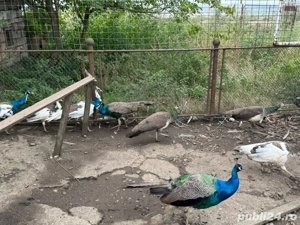 pauni de vazare  - imagine 3 pauni de vazare  - imagine 3