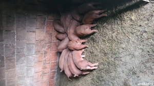 Purcei Duroc de 10 saptamanni - imagine 3