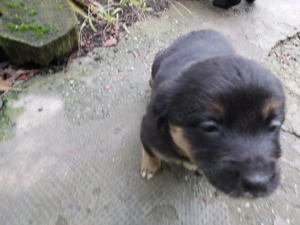 Donez catei metis - imagine 2 Donez catei metis - imagine 2