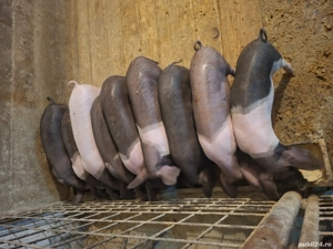 purcei bazna10 saptamini