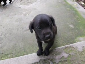 Donez catei metis - imagine 3 Donez catei metis - imagine 3