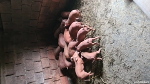 Purcei Duroc de 10 saptamanni - imagine 4