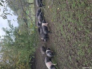 Vind Porci bazna pt sacrificat cu greutate intre 80 si 200 kg - imagine 5