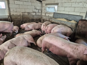 Vând porci de carne 