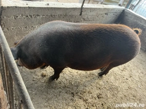 purcea     duroc
