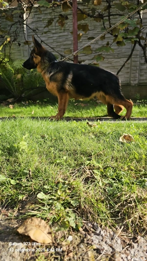 Pui ciobanesc german - imagine 2 Pui ciobanesc german - imagine 2