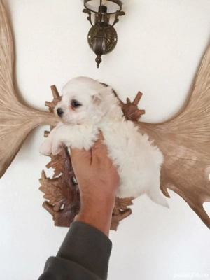 Fetita bichon maltez mini  - imagine 2