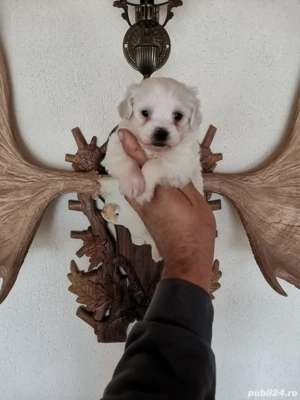 Fetita bichon maltez mini 