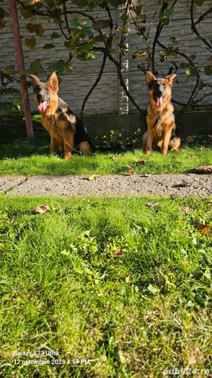 Pui ciobanesc german - imagine 4 Pui ciobanesc german - imagine 4