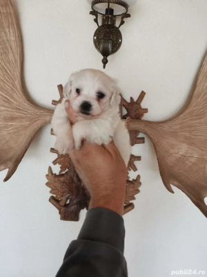 Fetita bichon maltez mini  - imagine 3