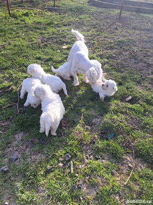 Bichon maltez talie mica 