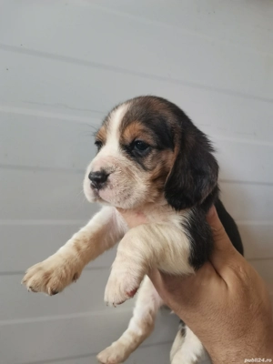Puiuț beagle  - imagine 2 Puiuț beagle  - imagine 2