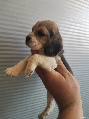 Puiuț beagle  - imagine 5 Puiuț beagle  - imagine 5