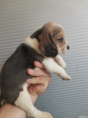 Puiuț beagle  - imagine 3 Puiuț beagle  - imagine 3
