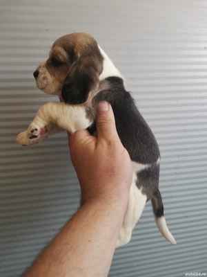 Puiuț beagle 