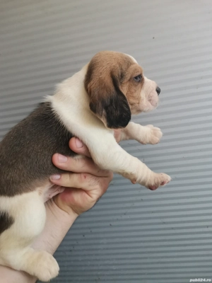 Puiuț beagle  - imagine 4 Puiuț beagle  - imagine 4