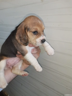 Beagle tricolor  - imagine 3
