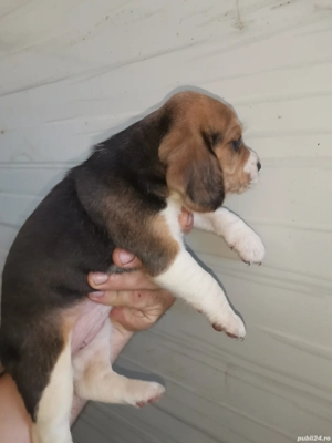 Beagle tricolor  - imagine 2
