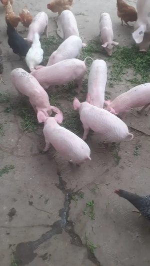 Purcei de vanzare Santana - imagine 2 Purcei de vanzare Santana - imagine 2