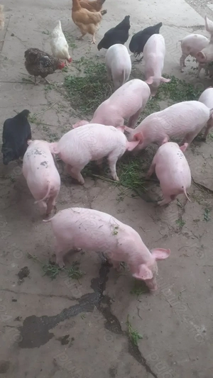 Purcei de vanzare Santana - imagine 3 Purcei de vanzare Santana - imagine 3