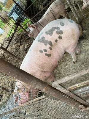 vand porc  - imagine 2 vand porc  - imagine 2