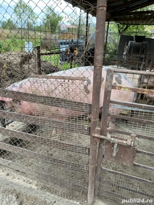 vand porc  - imagine 3 vand porc  - imagine 3