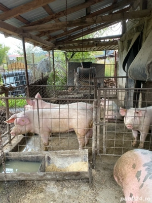 vand porc  - imagine 4 vand porc  - imagine 4