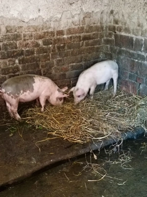 Vând purcei 9 săptămâni 