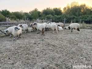 vand 20 de oi  - imagine 2