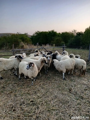 vand 20 de oi  - imagine 3