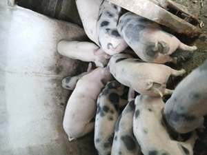 Vând soldani 15 lei kg