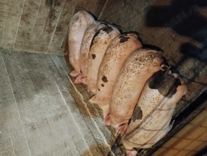 Vând purcei carne  - imagine 2