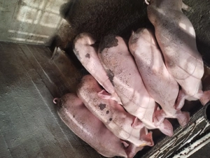 Vând purcei carne  - imagine 4
