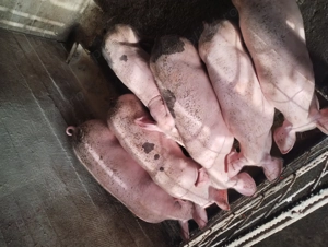Vând purcei carne  - imagine 5