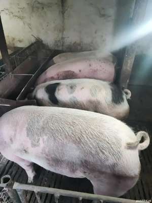 vind porci de carne - imagine 3 vind porci de carne - imagine 3