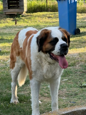 Pui Saint Bernard  de vanzare - imagine 5