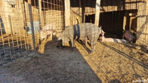 Porci 50- 60 kg, 22 lei kg